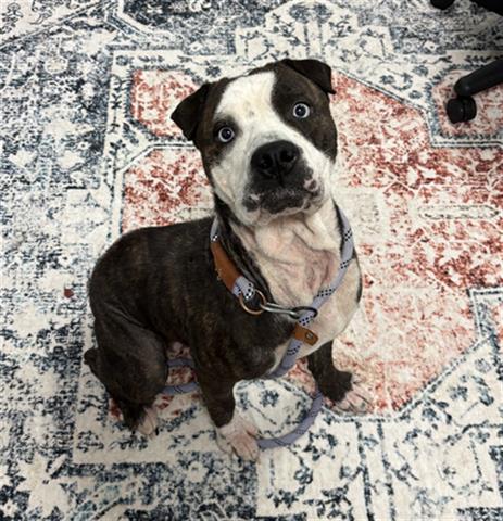 PRISCILLA, Adoptable, Young Female Pit Bull Terrier & Mixed Breed.
