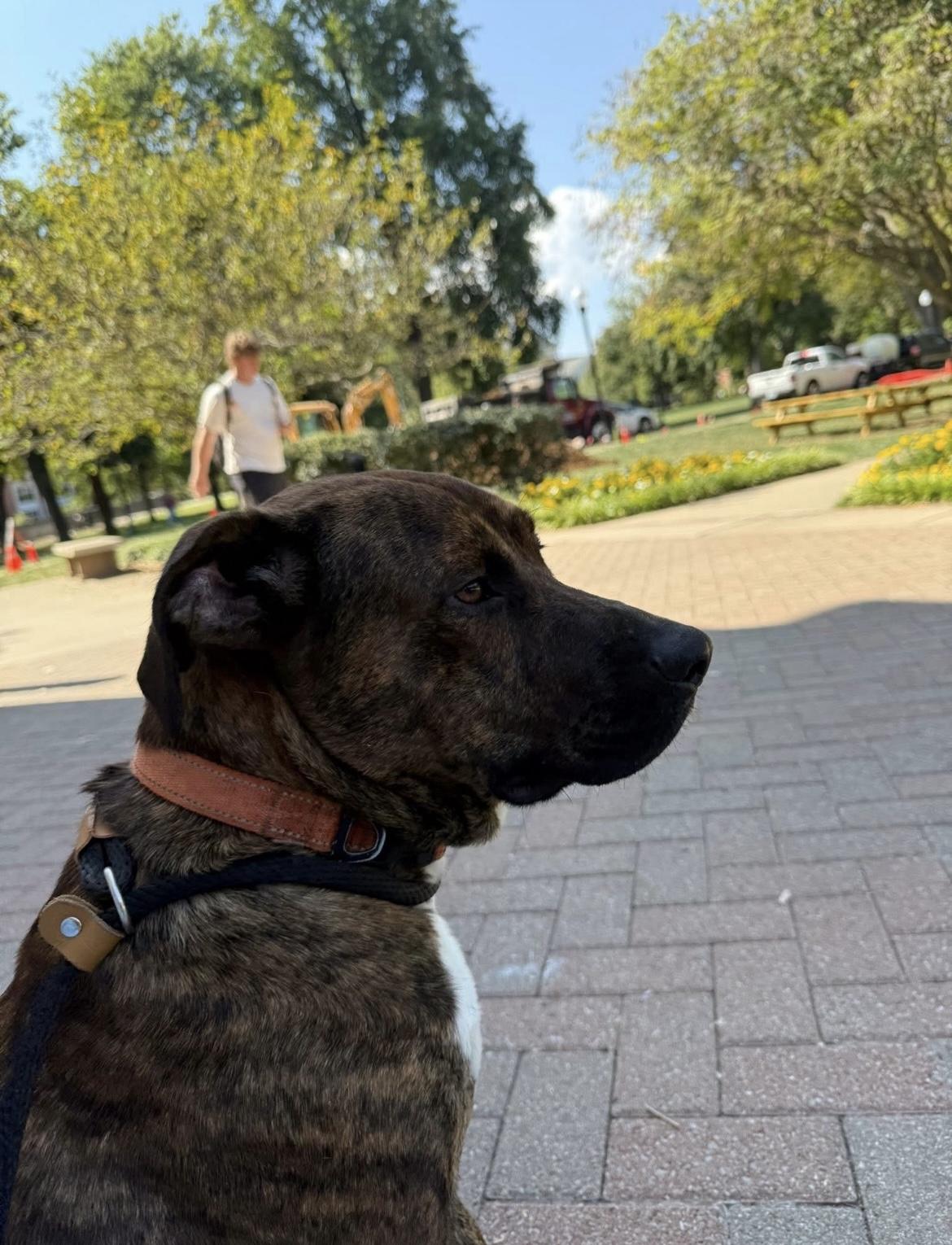 Jax, adoptable, Adult Male Black Mouth Cur.