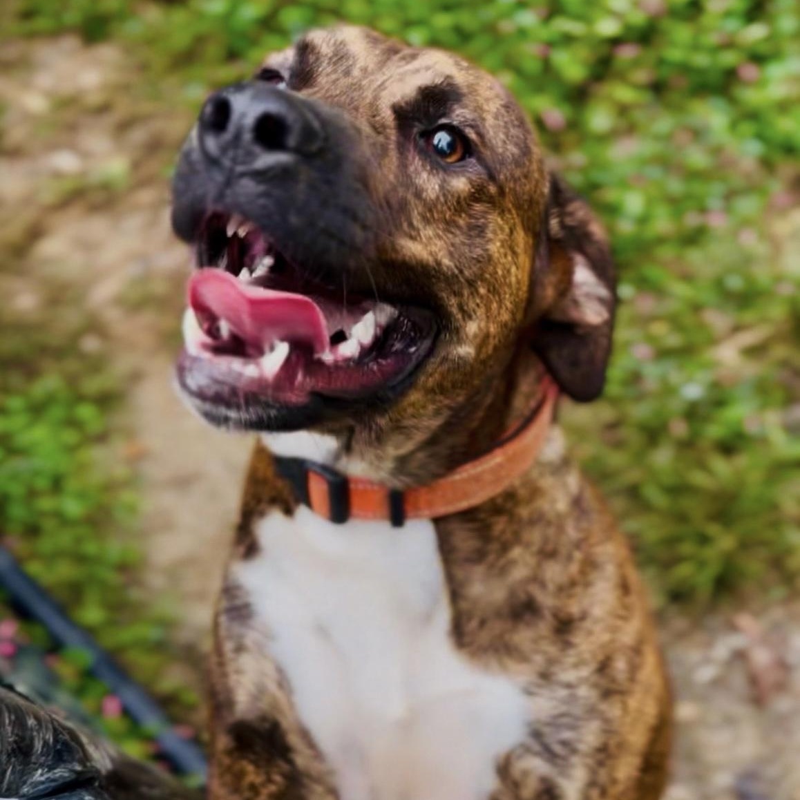 Enlarge Jax, an adoptable mixed breed in Junction City, KY image 3/4