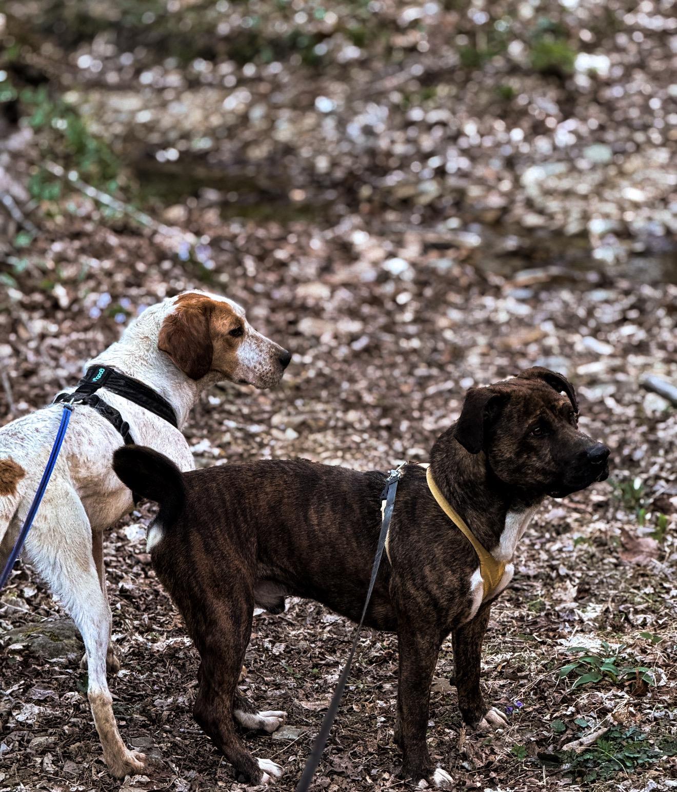 Enlarge Jax, an adoptable mixed breed in Junction City, KY image 1/4