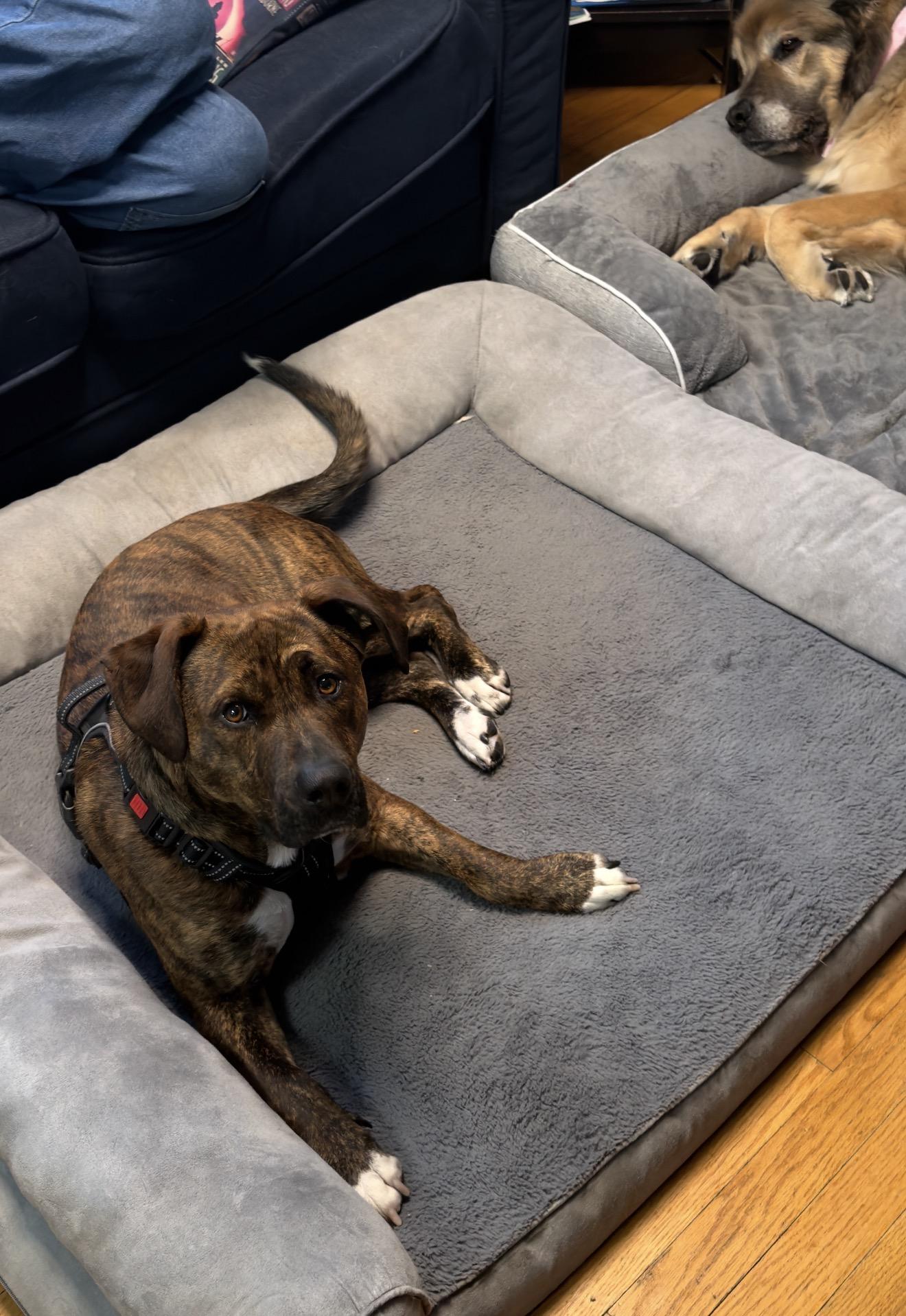 Enlarge Jax, an adoptable mixed breed in Junction City, KY image 1/4