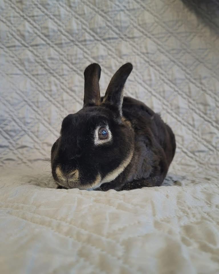 Wally, ADOPTABLE, Adult Male Bunny Rabbit.