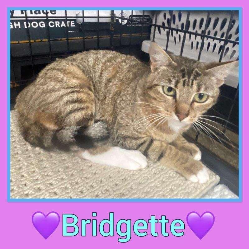 Enlarge Bridgette, a Adoptable mixed breed in Richland Hills, TX image 2/2