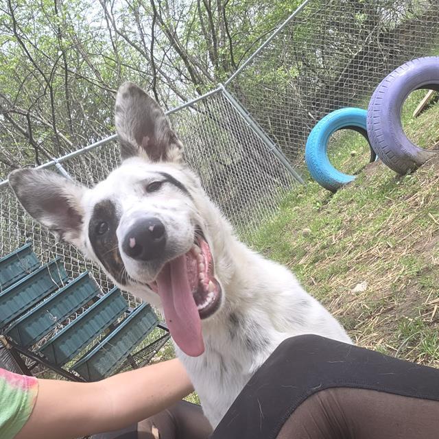 Enlarge INTERNET EXPLORER, a Adoptable mixed breed in Peoria, IL image 1/1