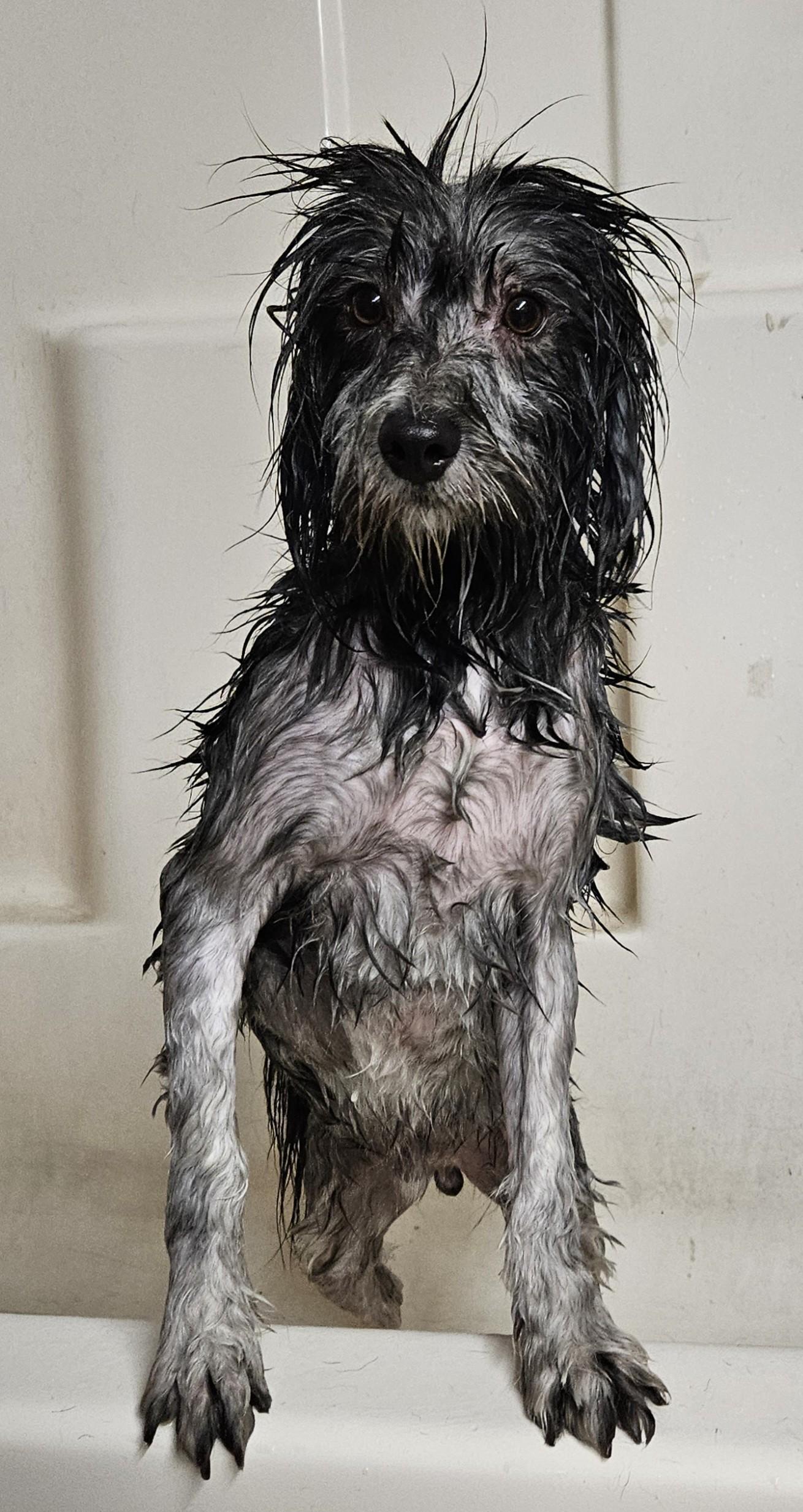 Lobo