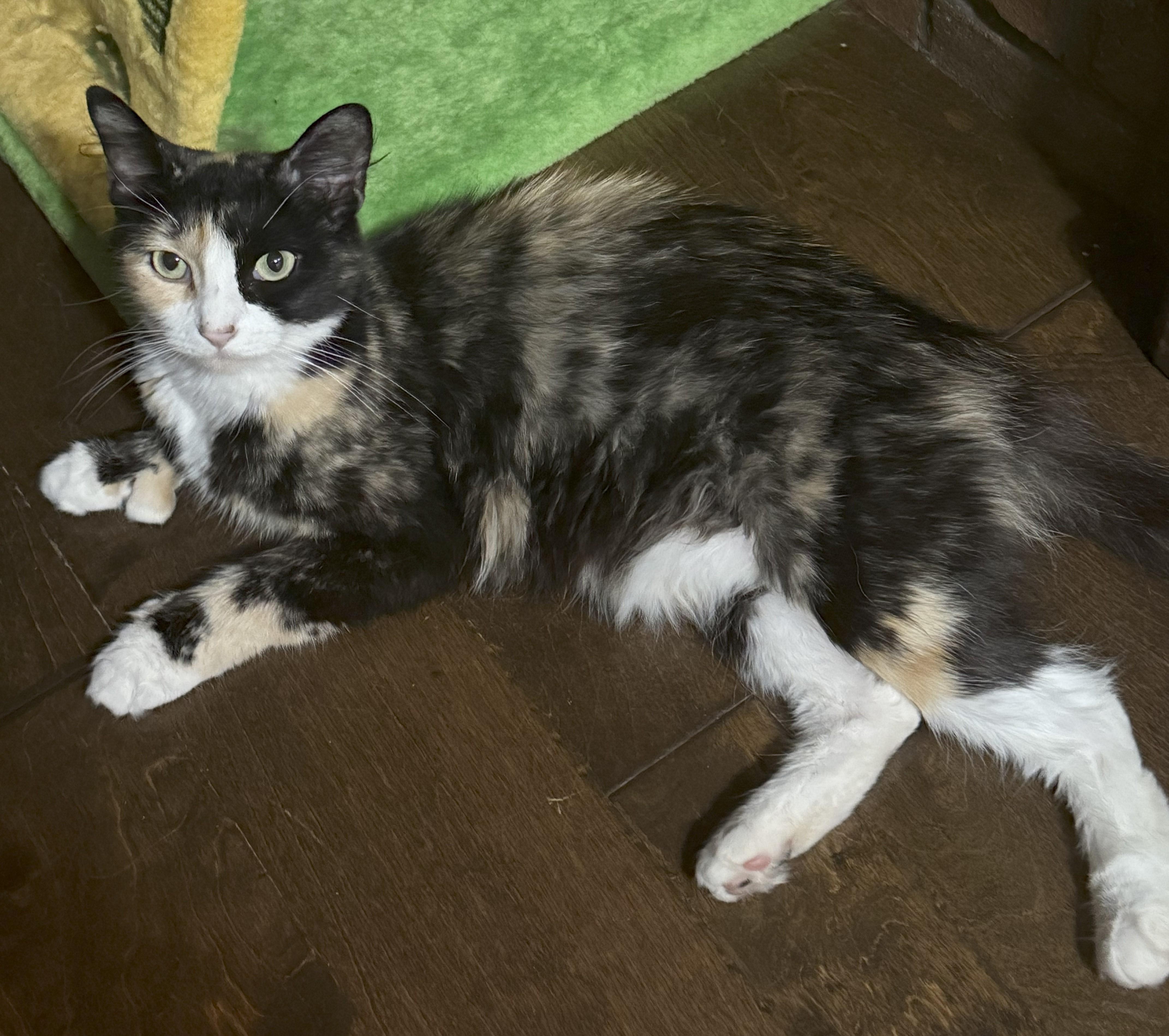 Mary Shelley-Thumbs & Love!, a Adoptable Domestic Medium Hair in Mansfield Center, CT image 1/3