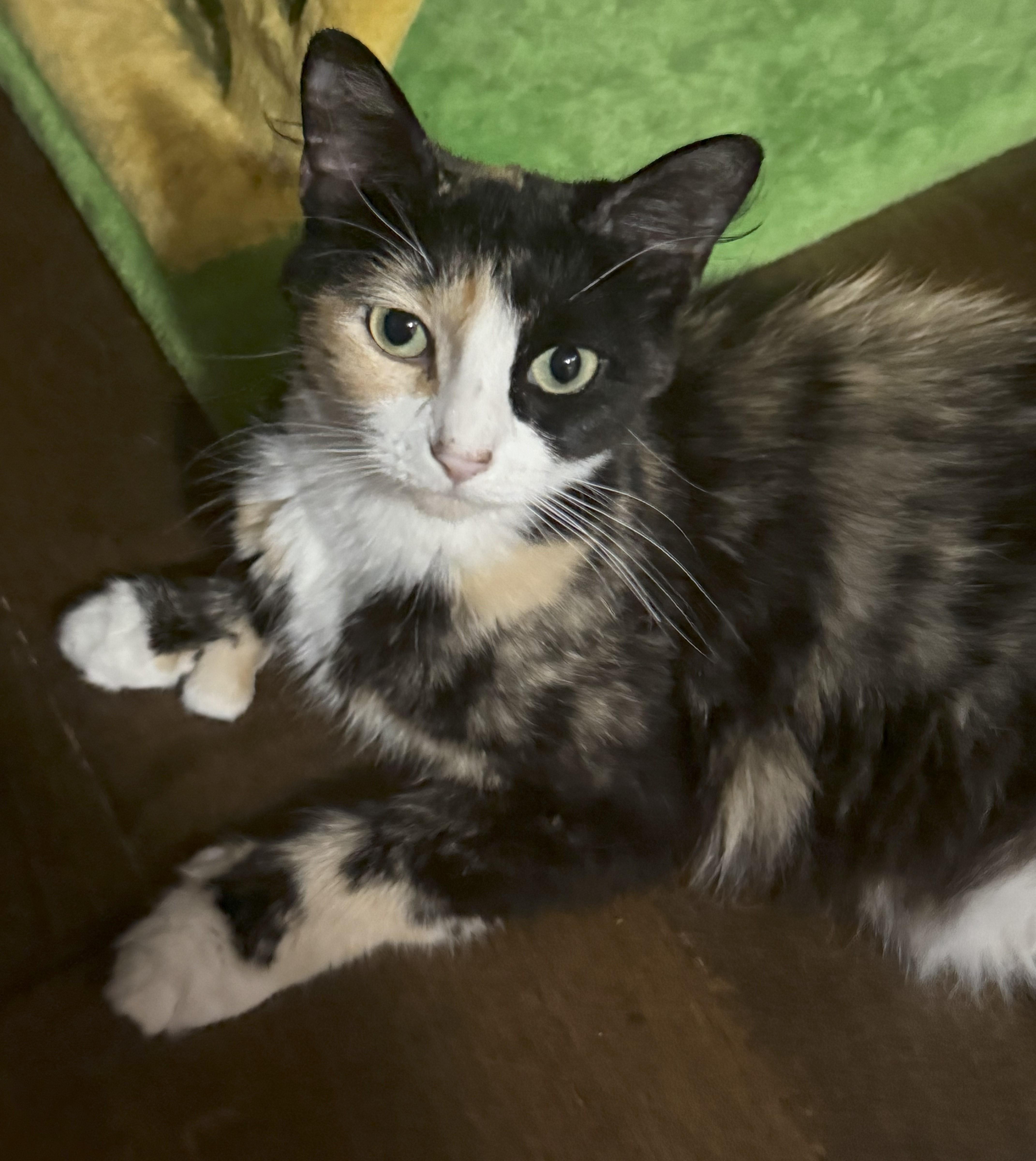 Mary Shelley-Thumbs & Love!, a Adoptable Domestic Medium Hair in Mansfield Center, CT image 2/3