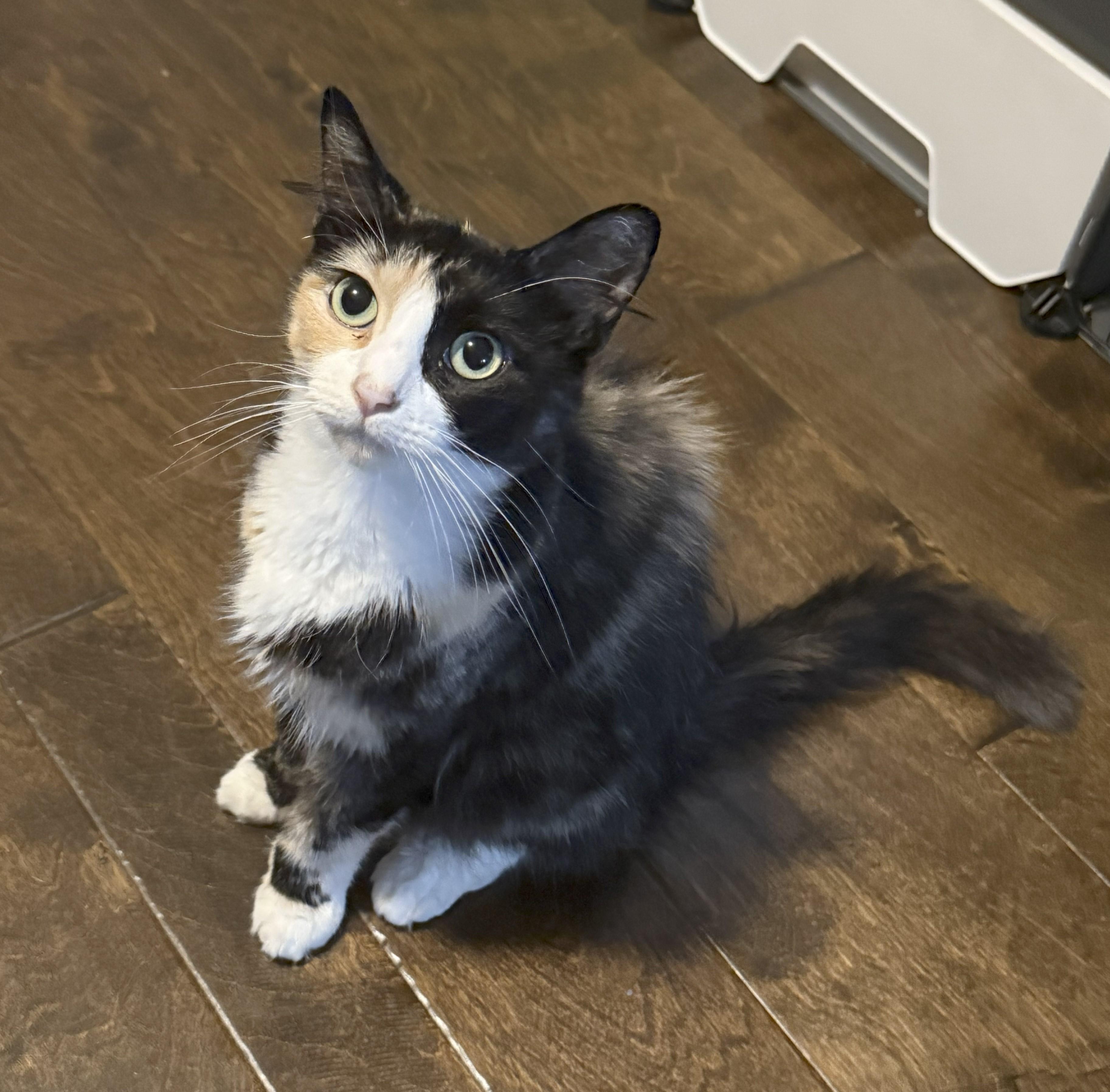 Mary Shelley-Thumbs & Love!, a Adoptable Domestic Medium Hair in Mansfield Center, CT image 3/3