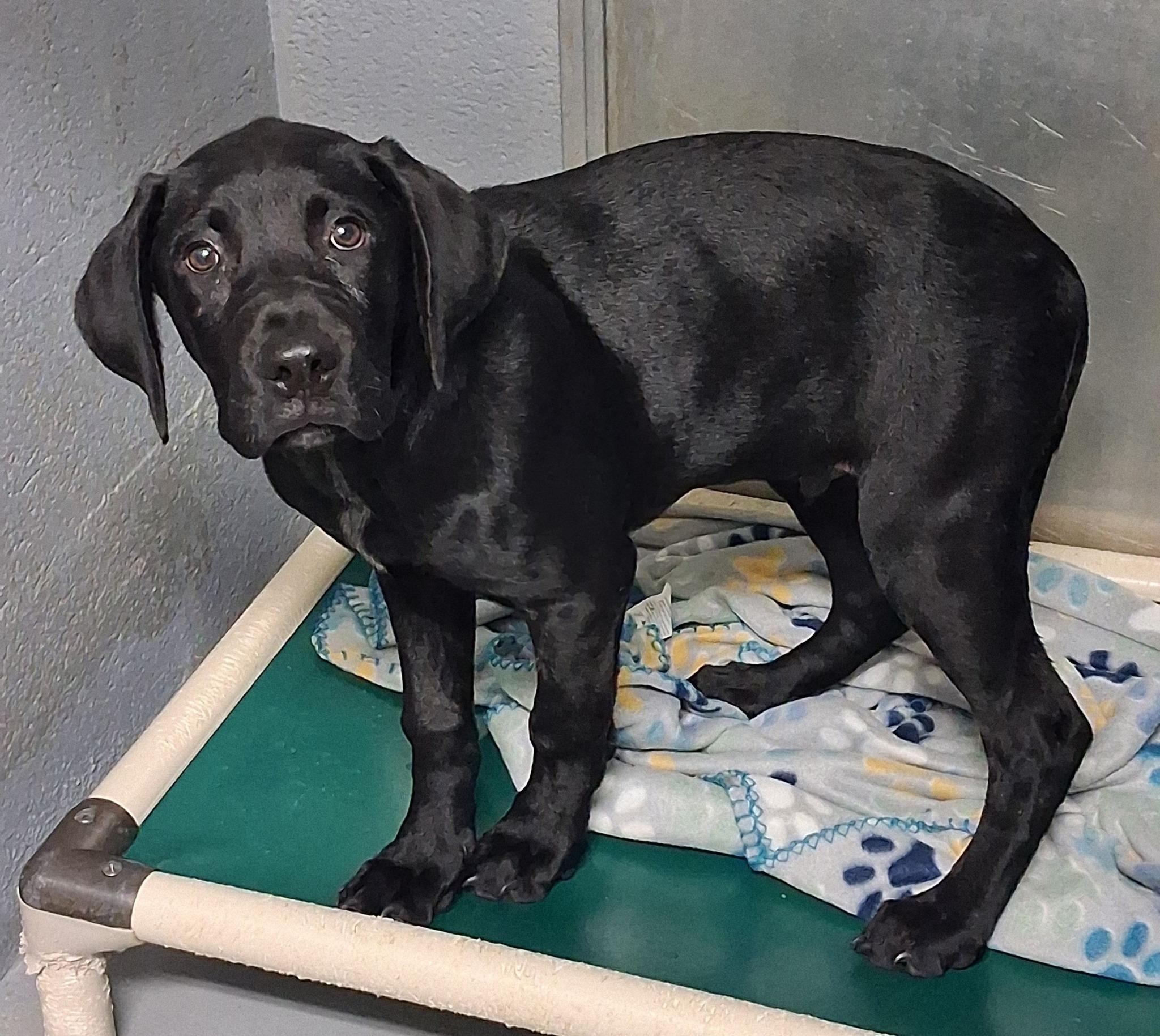 Enlarge Ardimus, a ADOPTABLE mixed breed in Stuart, VA image 1/1
