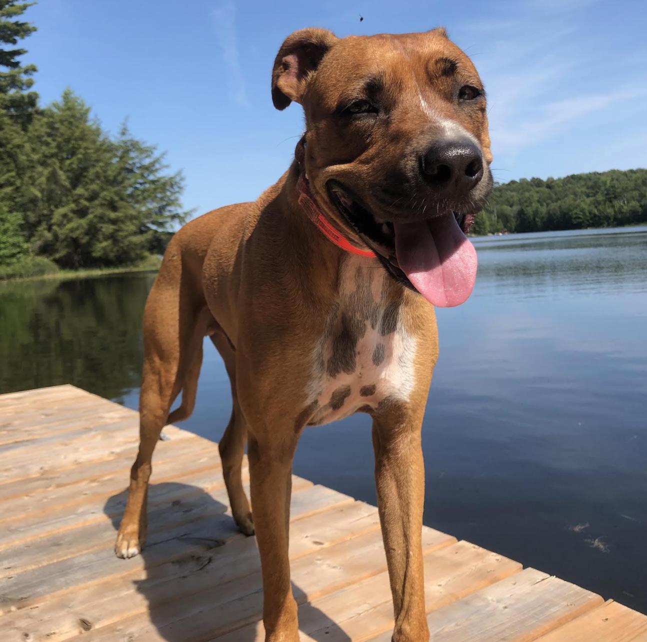 Stewie — thumbnail 2