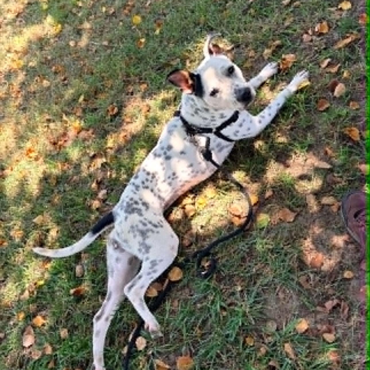 Enlarge Missy, a Adoptable mixed breed in Williamsburg, VA image 5/5