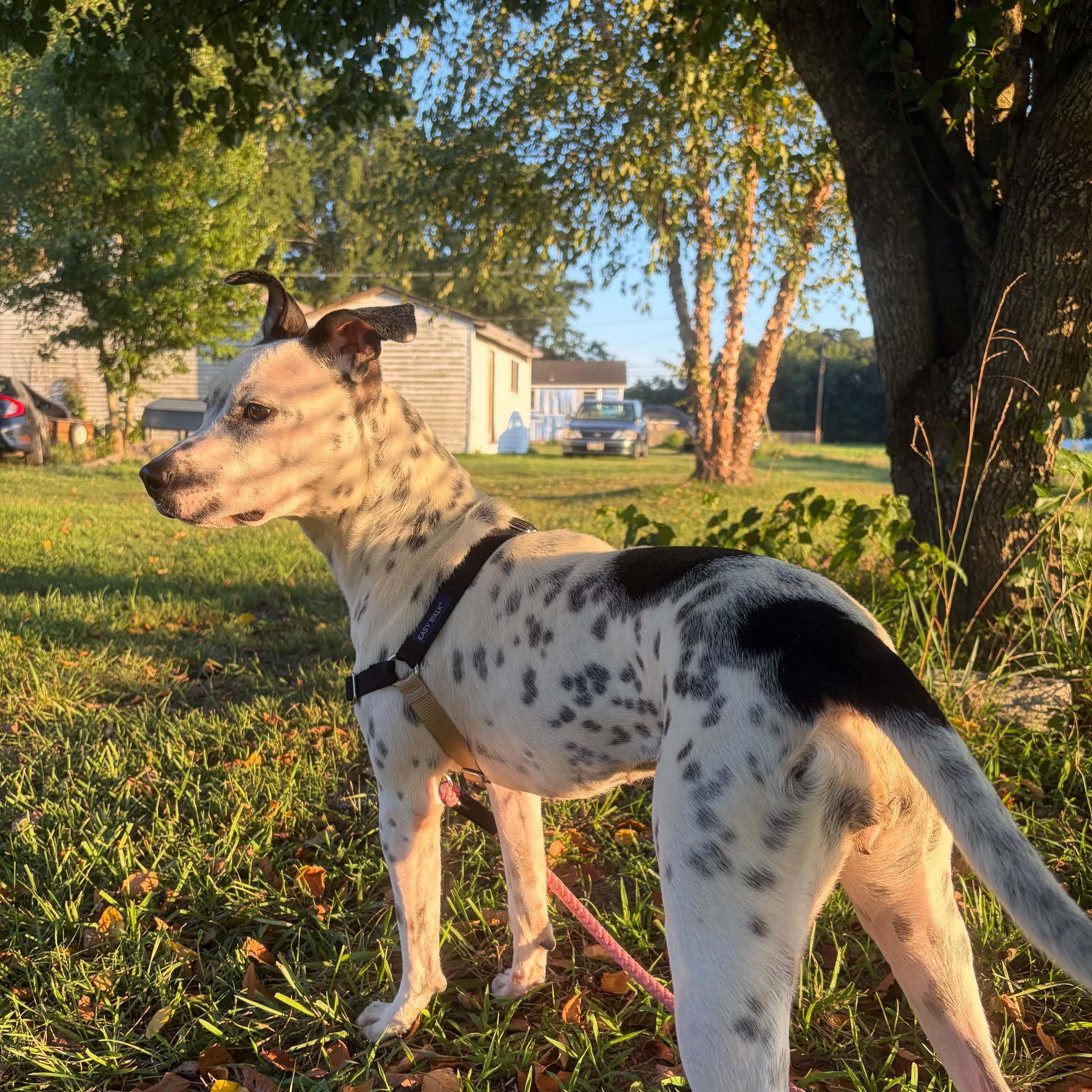 Missy, Adoptable, Young Female Cattle Dog.