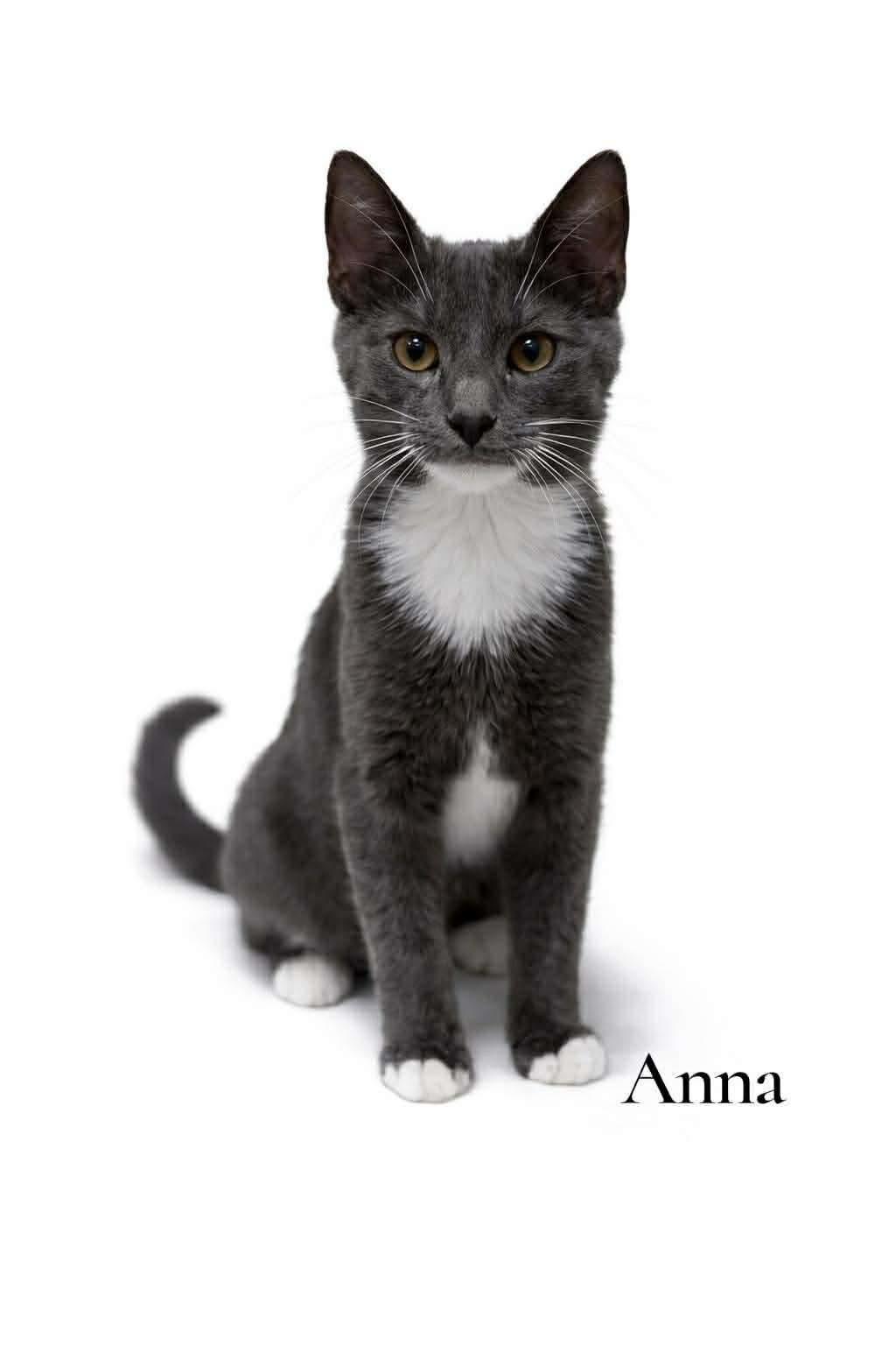 Anna, ADOPTABLE, Kitten Female Domestic Short Hair.