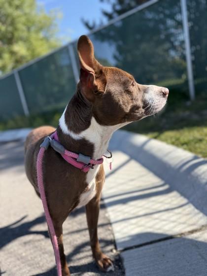 Enlarge Holly, a Adoptable Pit Bull Terrier in Hamilton, MT image 2/3