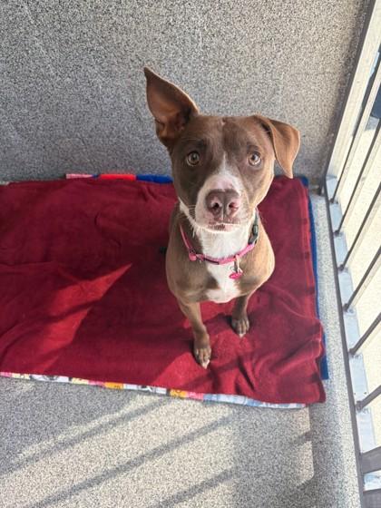 Holly, Adoptable, Adult Female Pit Bull Terrier.