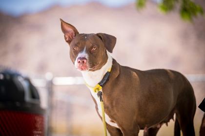 Enlarge Holly, a Adoptable Pit Bull Terrier in Hamilton, MT image 3/3