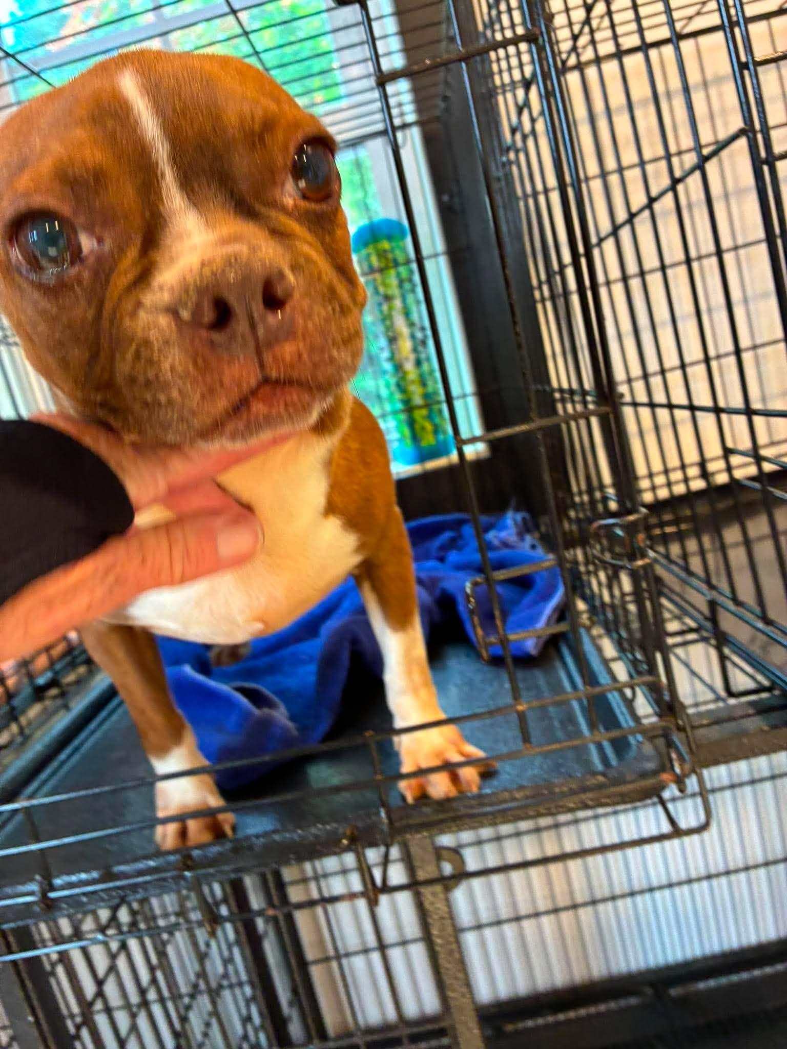 Beans, Adoptable, Adult Female Boston Terrier.