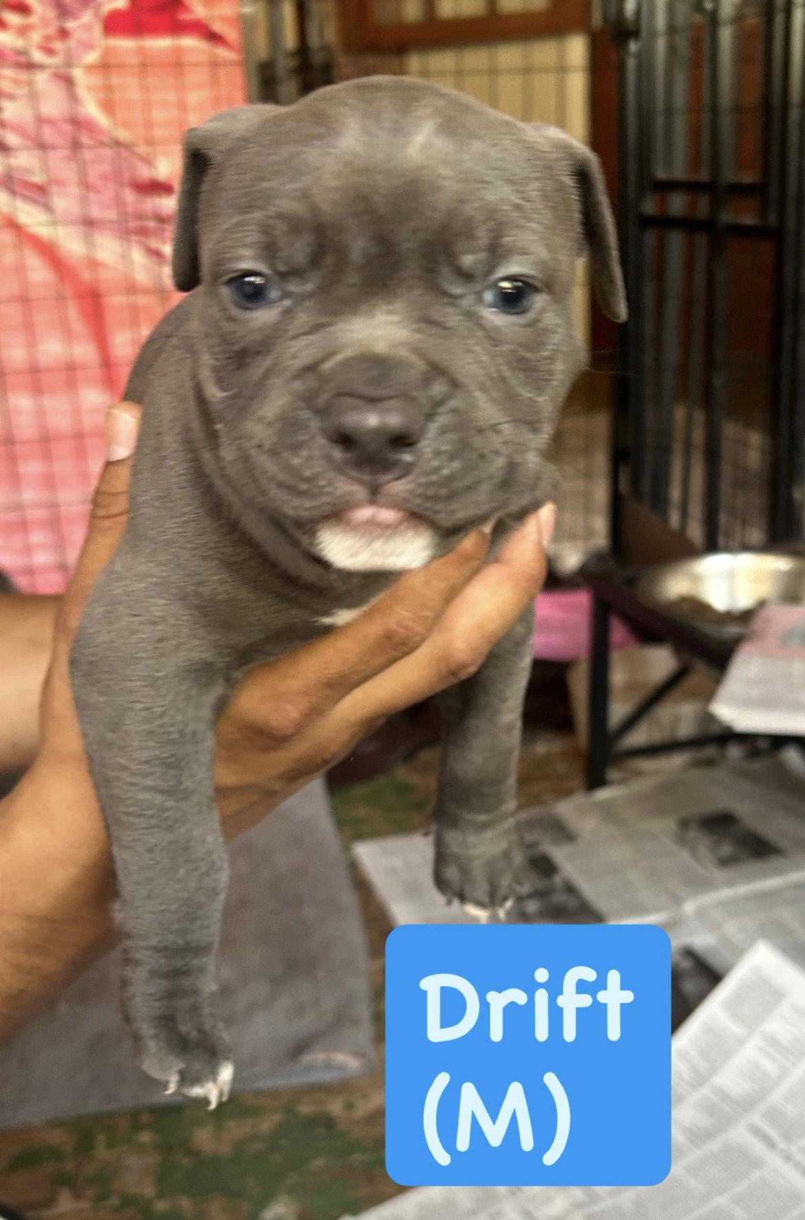 Ocean's Coastal Crew - Drift, Adopted, Puppy Male American Staffordshire Terrier.