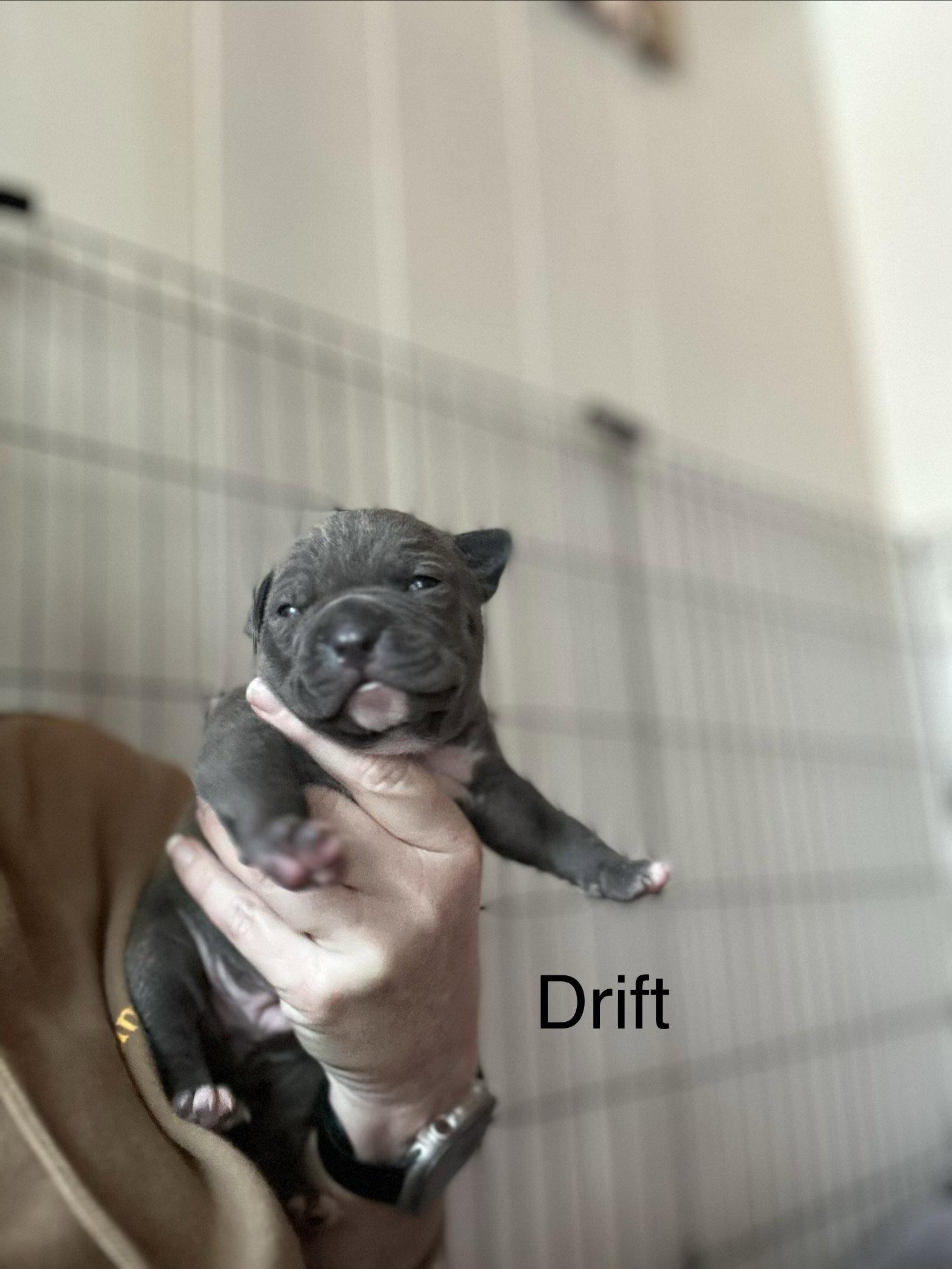 Enlarge Ocean's Coastal Crew - Drift, a Adopted American Staffordshire Terrier in San Diego, CA image 2/3