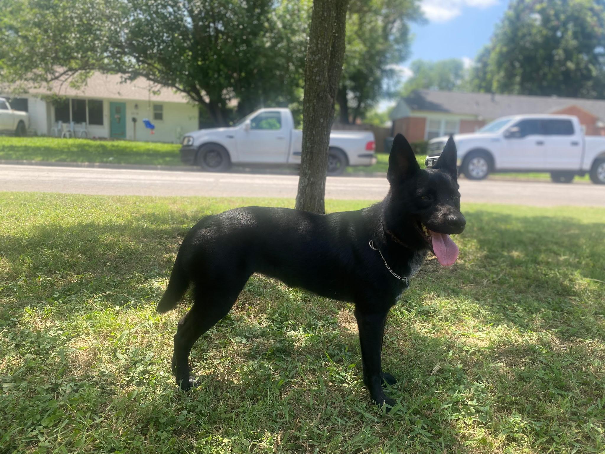 Baylor, an adoptable mixed breed in Dallas, TX image 1/3