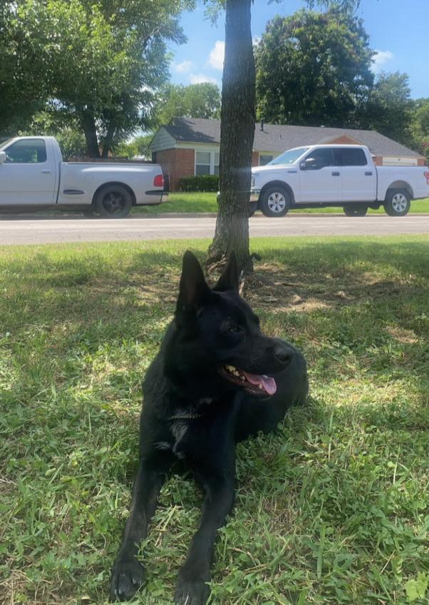 Baylor, an adoptable mixed breed in Dallas, TX image 2/3