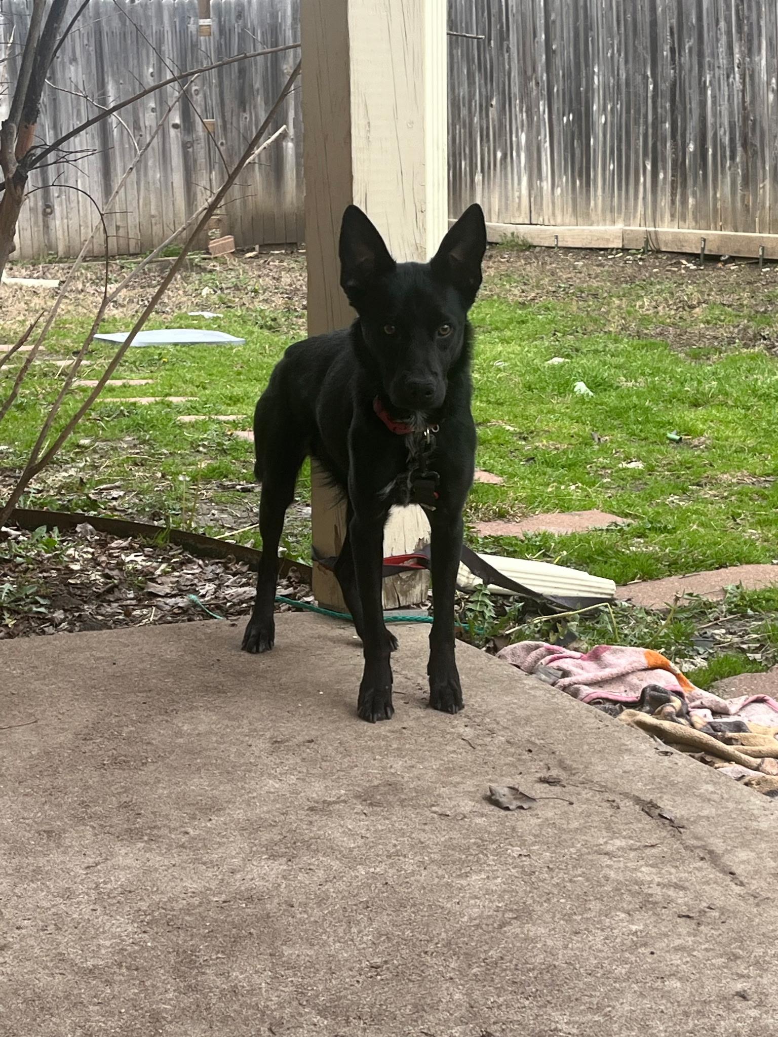 Baylor, Young Female Black Labrador Retriever