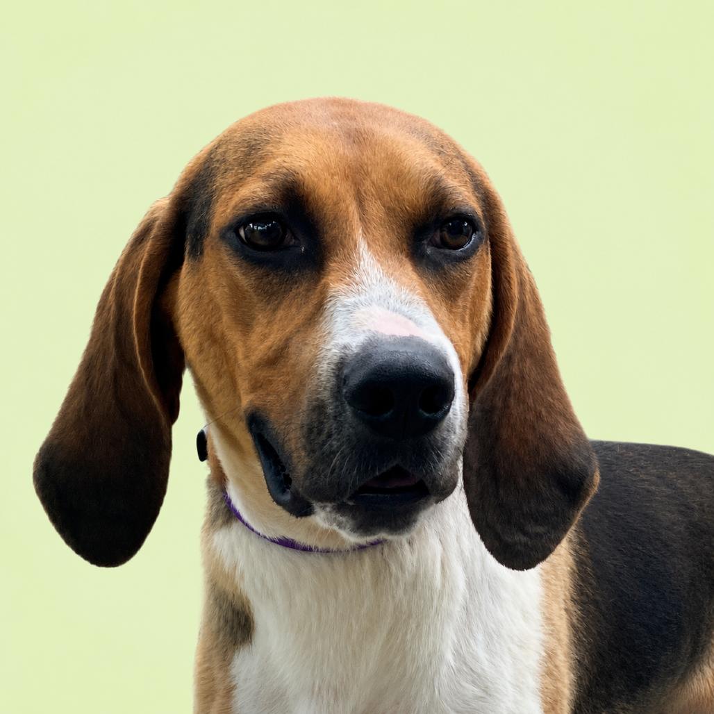 Bocephus, Adoptable, Young Male Treeing Walker Coonhound.