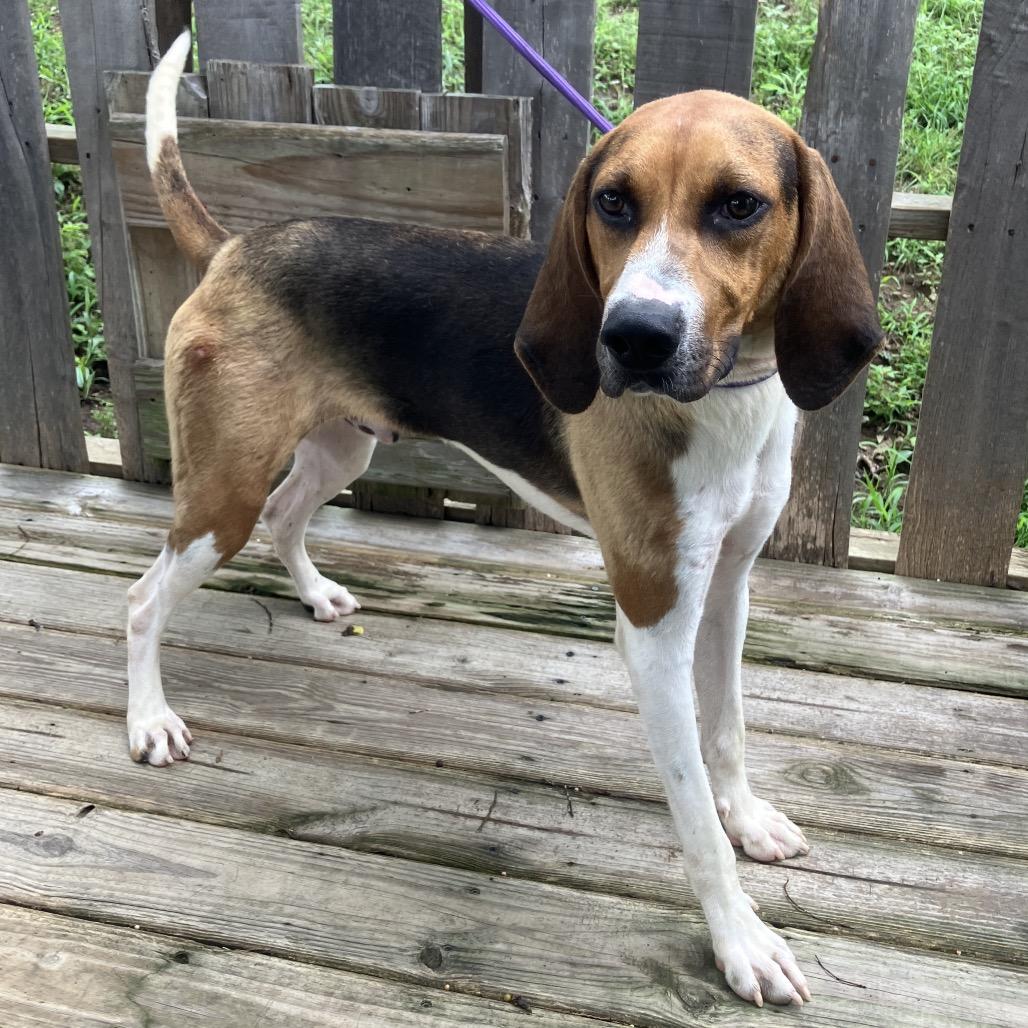 Bocephus, a Adoptable Treeing Walker Coonhound in Pulaski, TN image 2/6