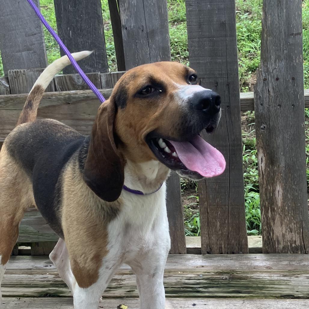 Bocephus, a Adoptable Treeing Walker Coonhound in Pulaski, TN image 3/6