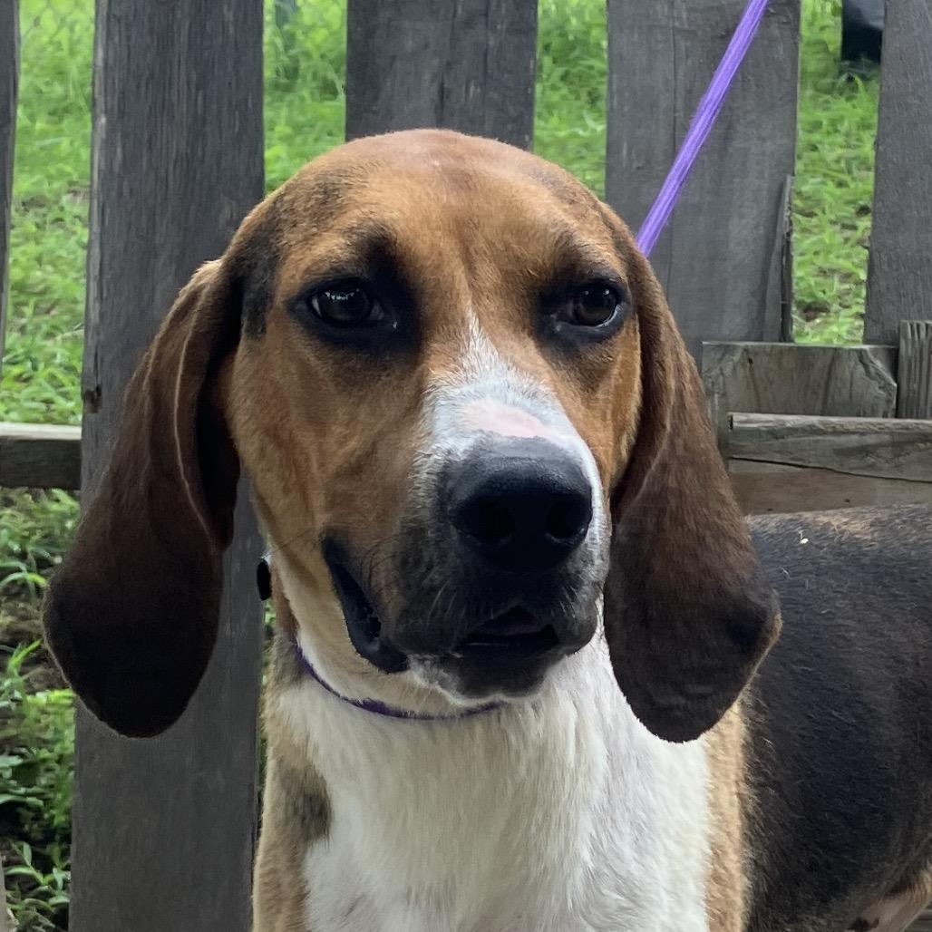Bocephus, a Adoptable Treeing Walker Coonhound in Pulaski, TN image 4/6