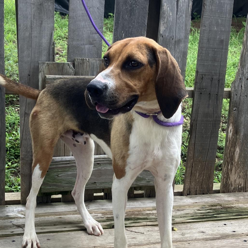 Bocephus, a Adoptable Treeing Walker Coonhound in Pulaski, TN image 5/6
