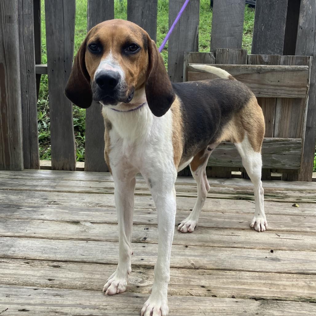 Bocephus, a Adoptable Treeing Walker Coonhound in Pulaski, TN image 6/6