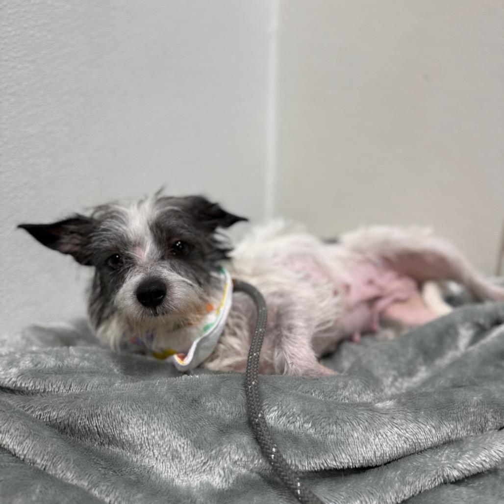 Kelly, Adoptable, Adult Female Terrier & Mixed Breed.