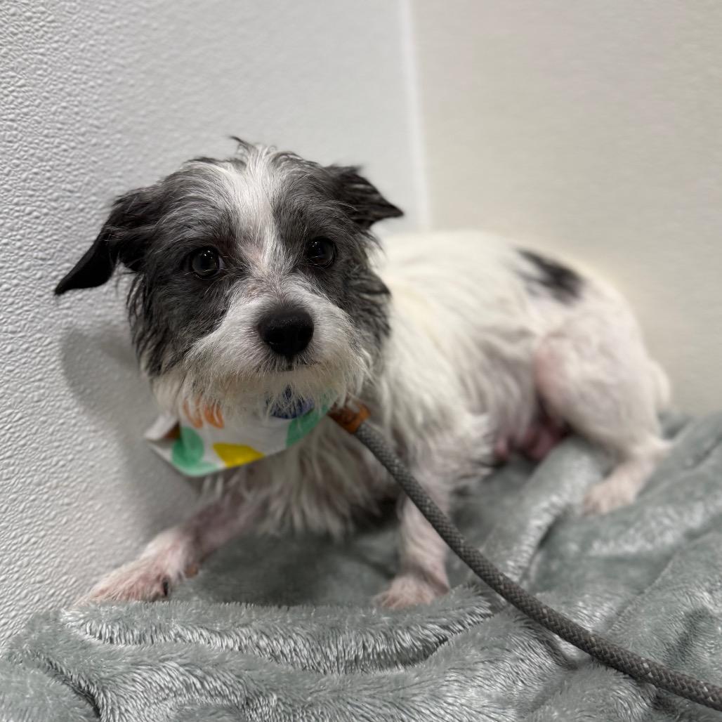 Enlarge Kelly, a Adoptable mixed breed in Newberg, OR image 3/6