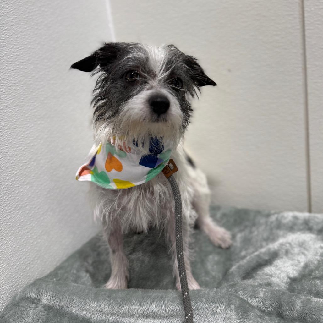 Enlarge Kelly, a Adoptable mixed breed in Newberg, OR image 4/6