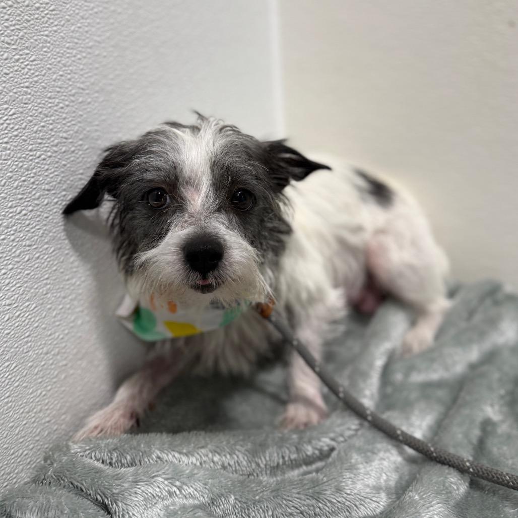 Enlarge Kelly, a Adoptable mixed breed in Newberg, OR image 5/6
