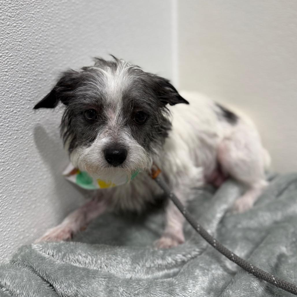 Enlarge Kelly, a Adoptable mixed breed in Newberg, OR image 6/6