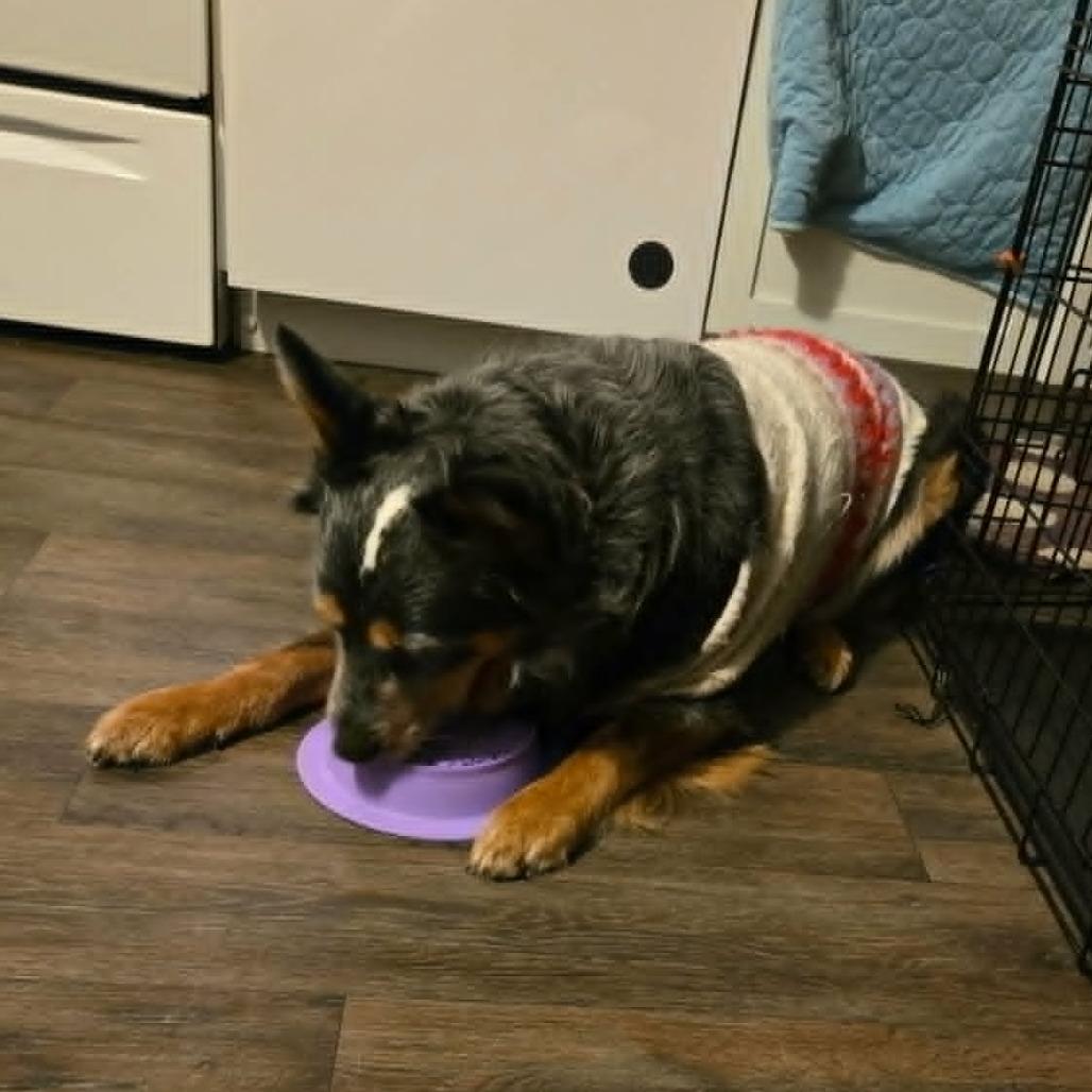 Kovu Lupin, Adoptable, Adult Male Australian Shepherd & Australian Cattle Dog / Blue Heeler.