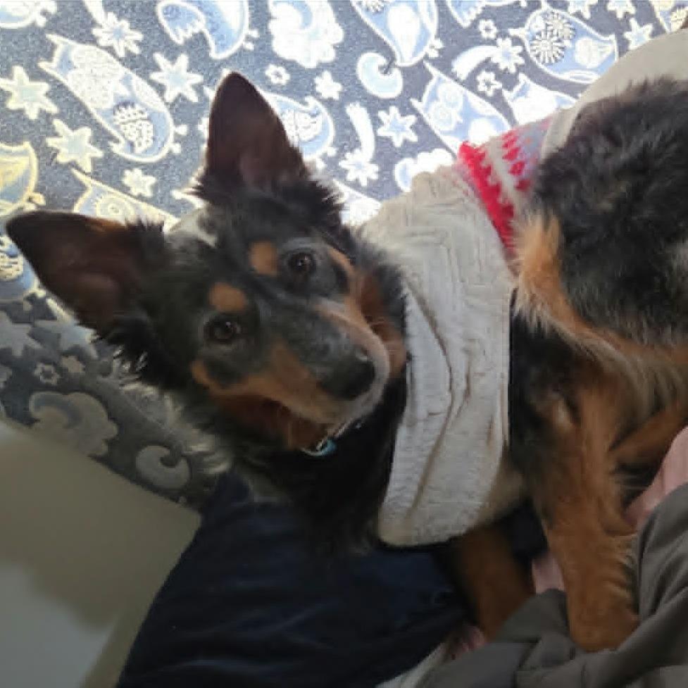 Kovu Lupin, a Adoptable mixed breed in Ada, MN image 3/3