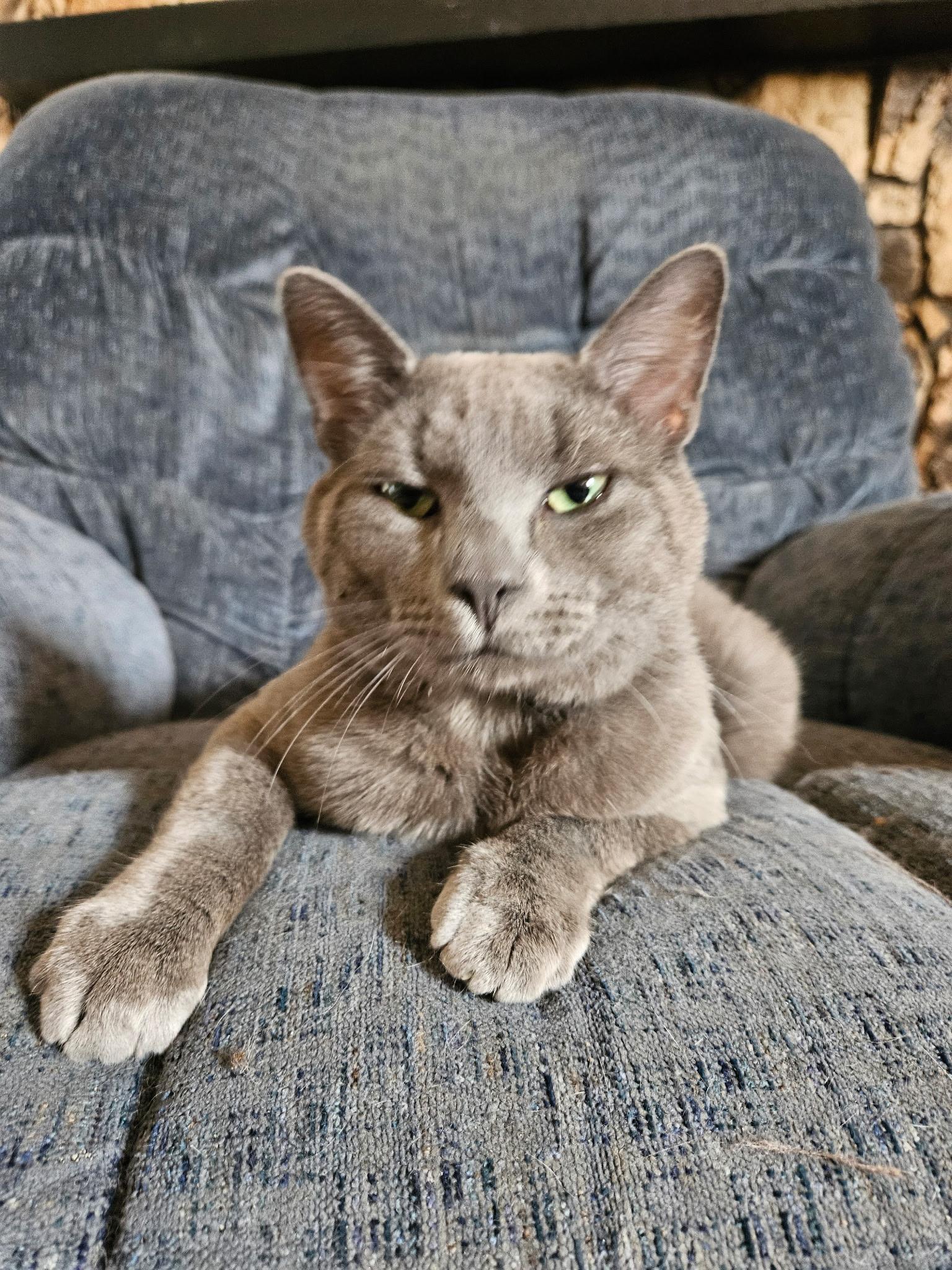 Moon Pie, a Adoptable Domestic Short Hair in Farmington, MN image 1/5