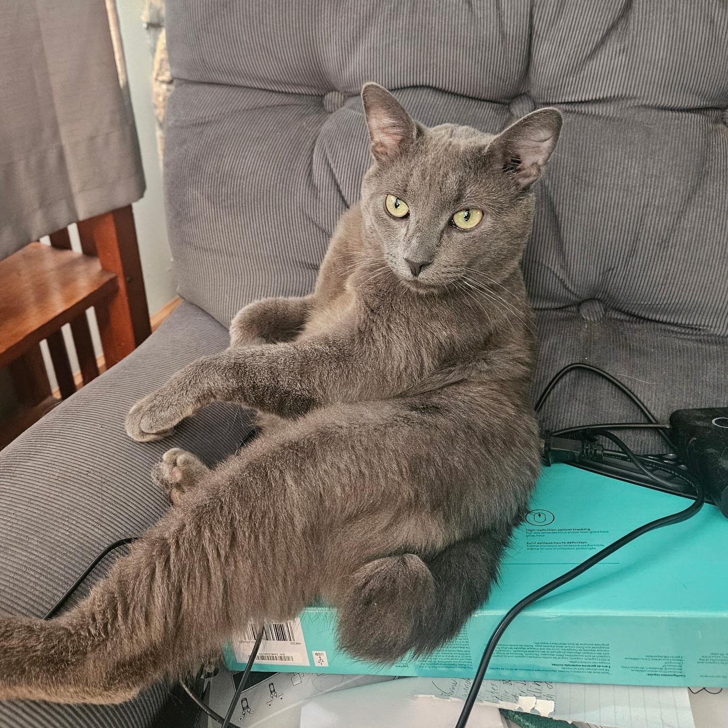 Moon Pie, a Adoptable Domestic Short Hair in Farmington, MN image 2/5