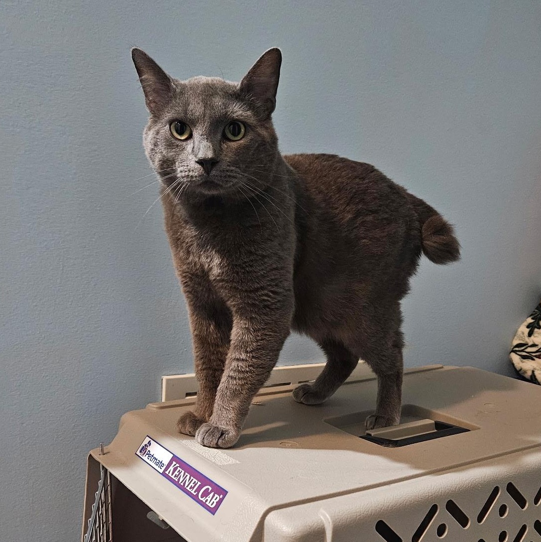 Moon Pie, a Adoptable Domestic Short Hair in Farmington, MN image 3/5