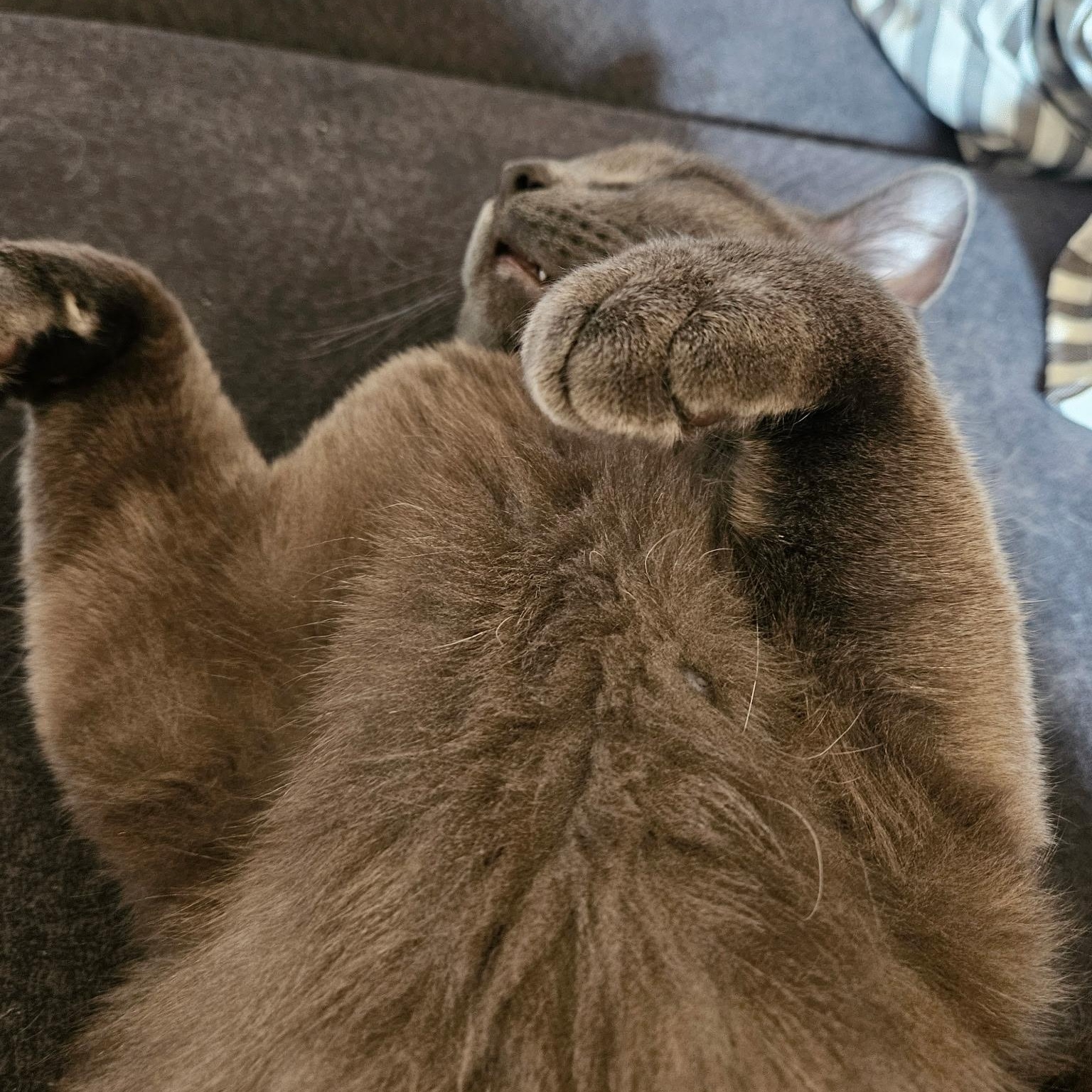 Moon Pie, a Adoptable Domestic Short Hair in Farmington, MN image 4/5