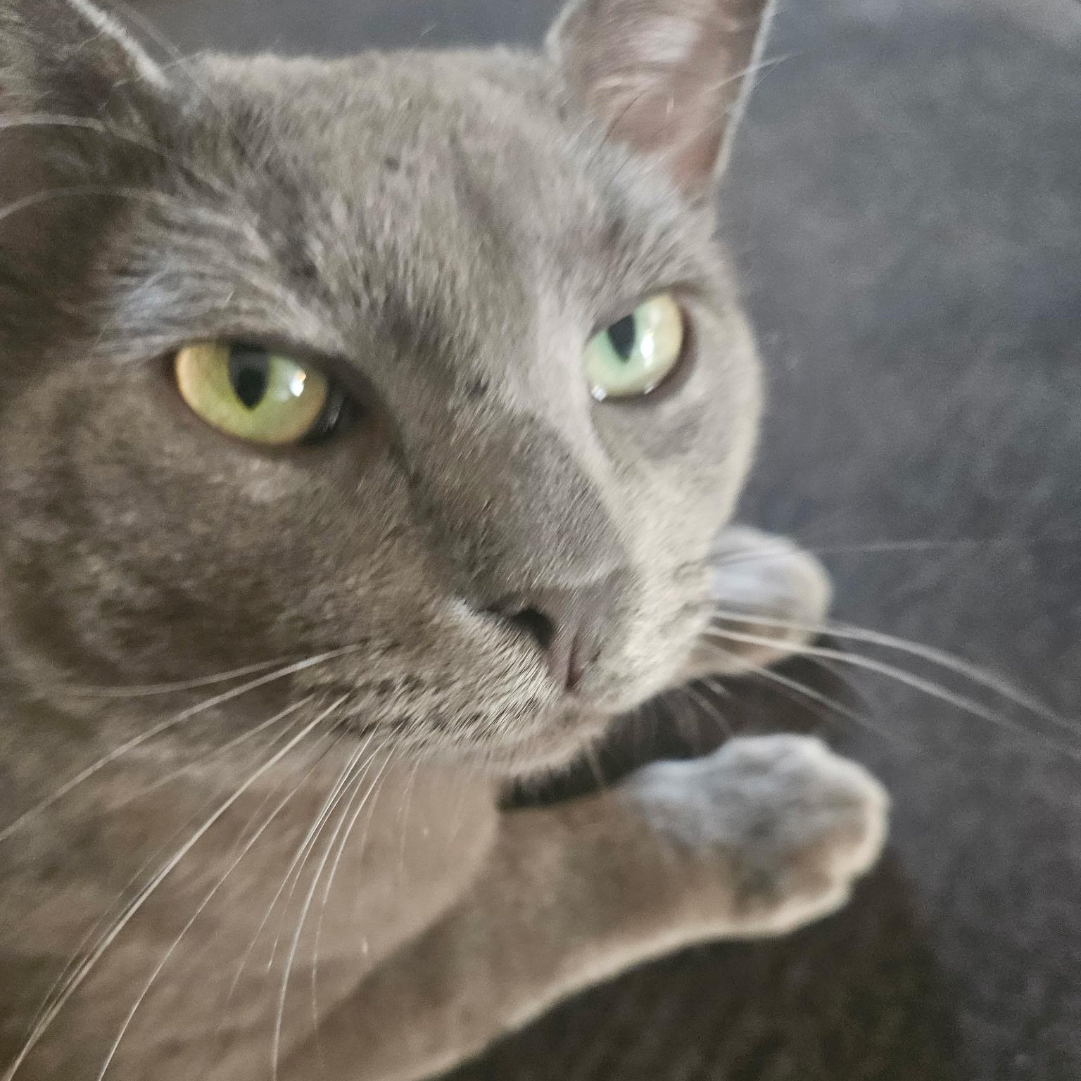 Moon Pie, a Adoptable Domestic Short Hair in Farmington, MN image 5/5