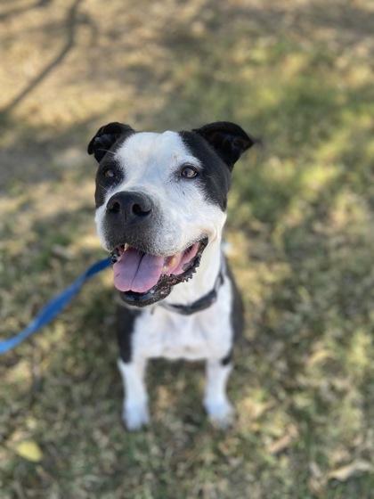 Oreo — thumbnail 2