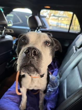 Oreo — thumbnail 5