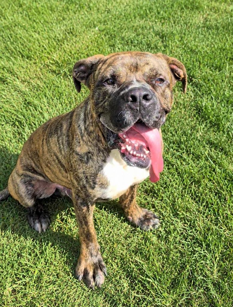 SeaSmoke, Adoptable, Young Male Mastiff & Mixed Breed.