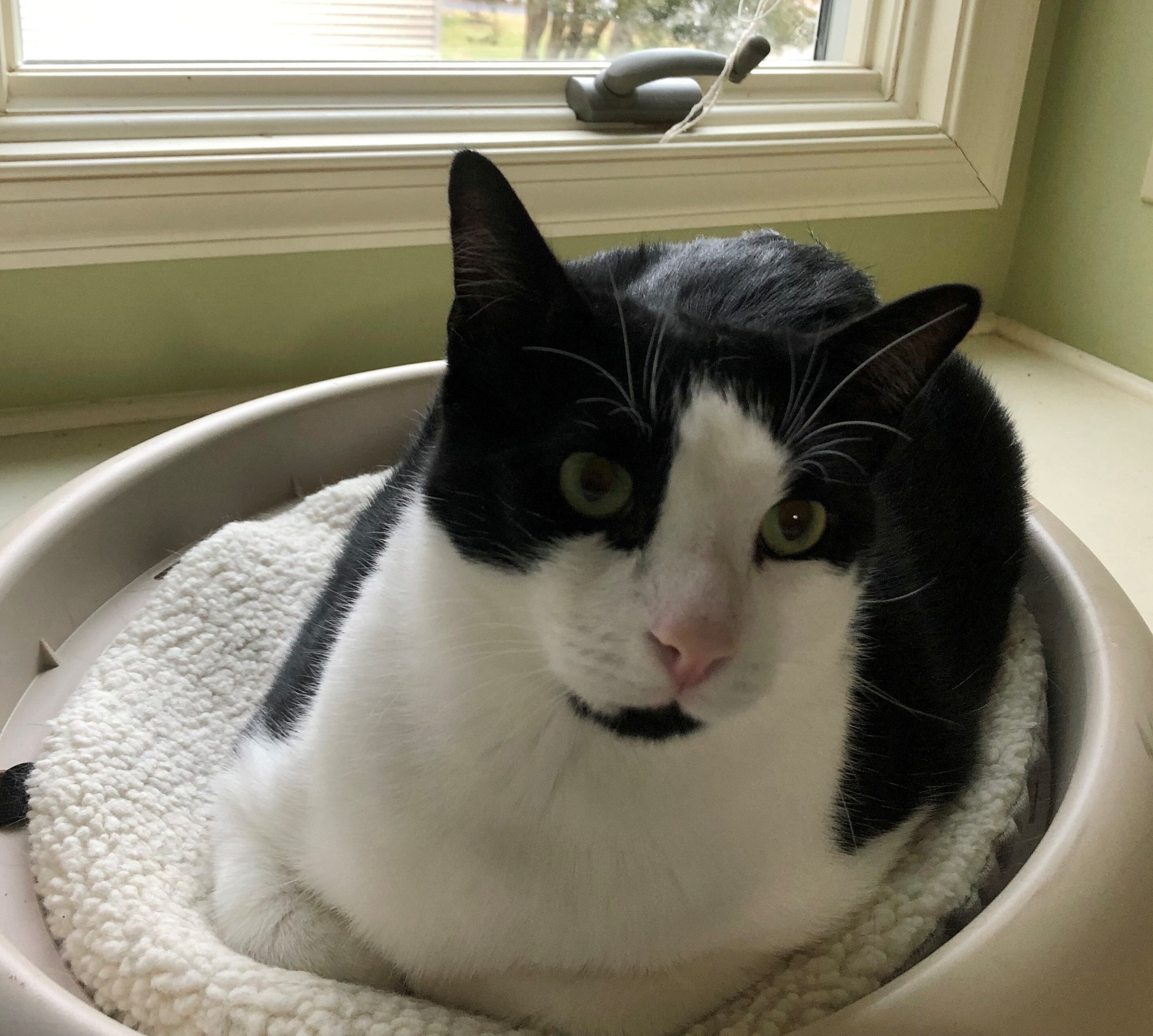 Enlarge Gilmore, a Adoptable Domestic Short Hair in Dover, DE image 2/5