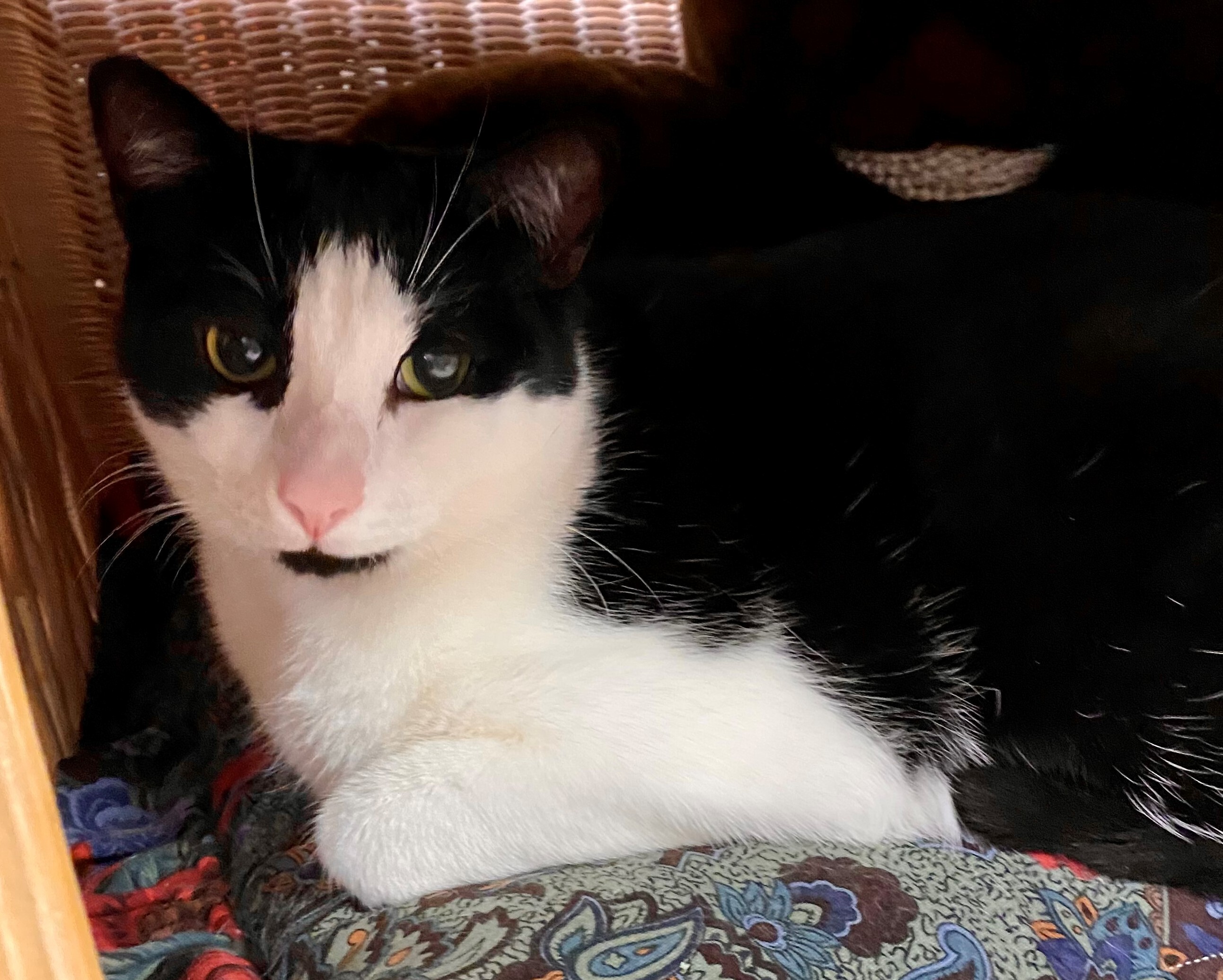 Enlarge Gilmore, a Adoptable Domestic Short Hair in Dover, DE image 3/5