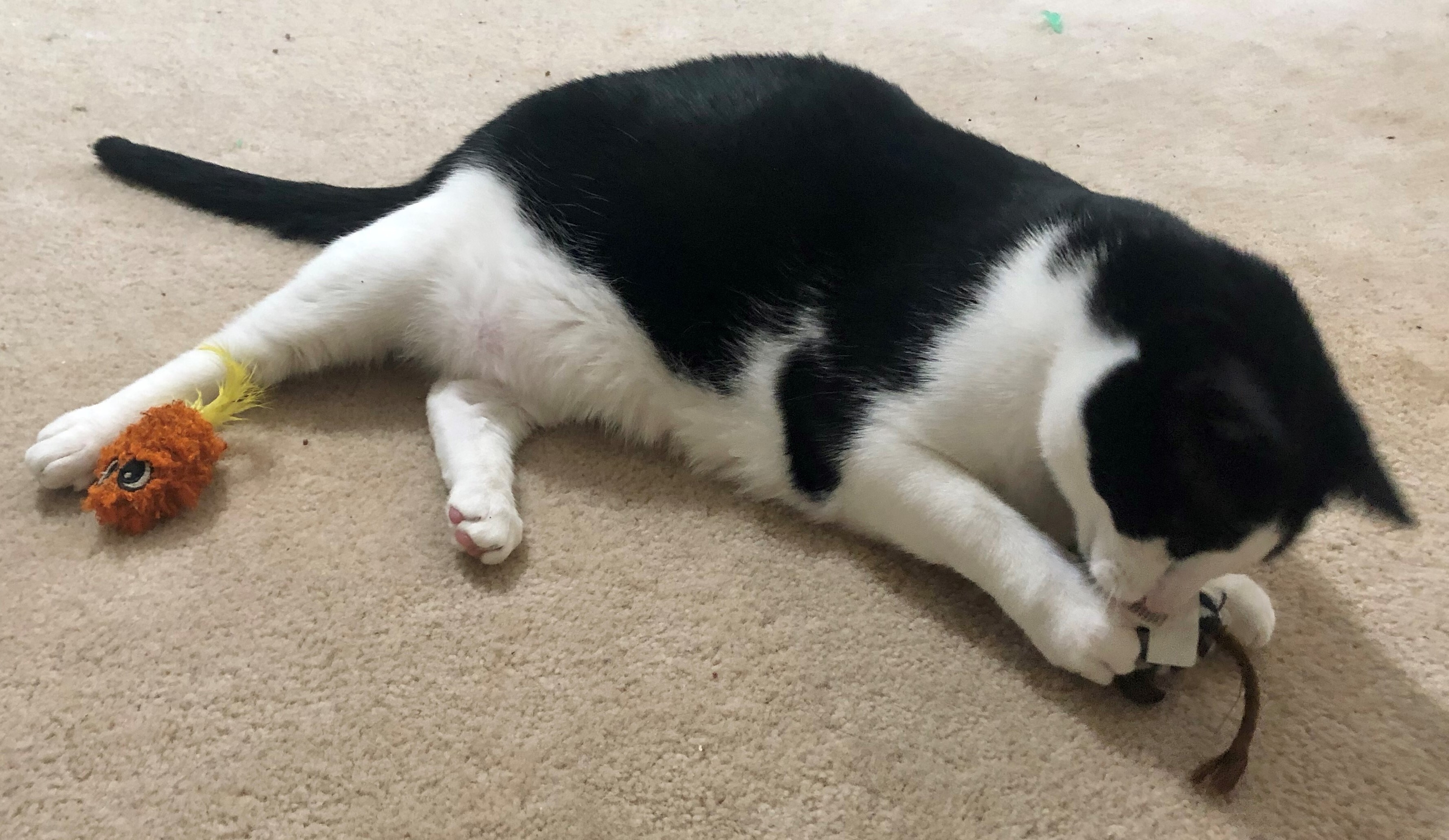 Enlarge Gilmore, a Adoptable Domestic Short Hair in Dover, DE image 4/5